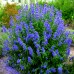 Кариоптерис / Caryopteris clandonensis