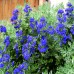 Кариоптерис / Caryopteris clandonensis