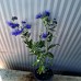 Кариоптерис / Caryopteris clandonensis
