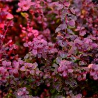 Берберис "Арлекин" / Berberis "Harlequin"