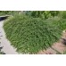 Котониастър  /Cotoneaster dammeri