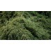 Котониастър  /Cotoneaster dammeri