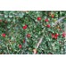 Котониастър  /Cotoneaster dammeri
