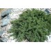 Котониастър  /Cotoneaster dammeri