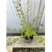 Котониастър  /Cotoneaster dammeri