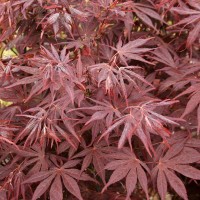 Японски Клен "  Аtropurpureum" 0.60 м. - 0.80 м. / Аcer palmatum