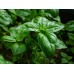 Босилек / Ocimum Basilicum