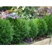 Чимшир / Buxus