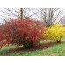 Японска Дюля / Chaenomeles Japonica
