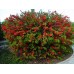 Японска Дюля / Chaenomeles Japonica