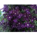 Клематис / Clematis