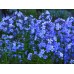 Флокс / Phlox Subulata Флокс / Phlox Subulata