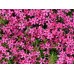 Флокс / Phlox Subulata Флокс / Phlox Subulata
