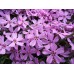 Флокс / Phlox Subulata Флокс / Phlox Subulata