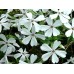 Флокс / Phlox Subulata Флокс / Phlox Subulata