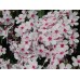 Флокс / Phlox Subulata Флокс / Phlox Subulata