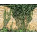 Бръшлян / Hedera