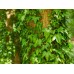 Бръшлян / Hedera
