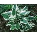 Хоста / Hosta Хоста / Hosta