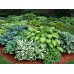 Хоста / Hosta Хоста / Hosta