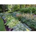 Хоста / Hosta Хоста / Hosta