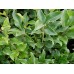Лигуструм / Ligustrum Ovalifolium
