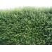Лигуструм / Ligustrum Ovalifolium