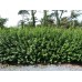Лигуструм / Ligustrum Ovalifolium