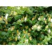 Лоницера nitida /  (Lonicera nitida)