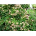 Лоницера nitida /  (Lonicera nitida)