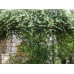 Лоницера nitida /  (Lonicera nitida)