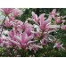 Магнолия "Бети"  0.50м. / Magnolia "Betty"   0.50м.