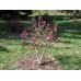 Магнолия "Бети"  0.50м. / Magnolia "Betty"   0.50м.