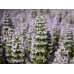 Мащерка / Thymus
