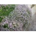 Мащерка / Thymus