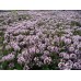 Мащерка / Thymus