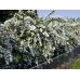 Филаделфус / Philadelphus Coronarius Филаделфус / Philadelphus Coronarius