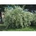Филаделфус / Philadelphus Coronarius Филаделфус / Philadelphus Coronarius