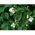 Филаделфус / Philadelphus Coronarius Филаделфус / Philadelphus Coronarius