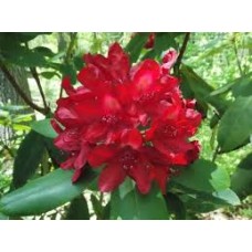 Рододендрон/Rhododendron "Francesca"