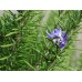 Розмарин / Rosmarinus Officinalis