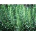 Розмарин / Rosmarinus Officinalis