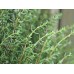 Розмарин / Rosmarinus Officinalis