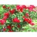 Рози / Rosa Рози / Rosa