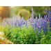 Градински Чай / Salvia Officinalis Градински Чай / Salvia Officinalis