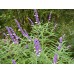 Градински Чай / Salvia Officinalis Градински Чай / Salvia Officinalis