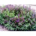 Градински Чай / Salvia Officinalis Градински Чай / Salvia Officinalis