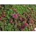 Седум / Sedum