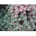 Седум / Sedum