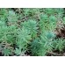Седум / Sedum